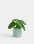 Marks & Spencer "Artificial Mini Chinese Money Plant in Pot"